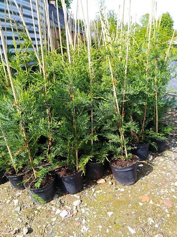 leylandii-cipres (conifeer/ haagplant) beschikbaar voor biedingen