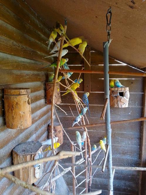 Verschillende kleuren grasparkietjes met of zonder KOOI, Dieren en Toebehoren, Vogels | Parkieten en Papegaaien, Parkiet, Meerdere dieren