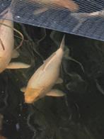 koi Gin Rin Platinum 55 cm – met subtiele blauwe gloed, Dieren en Toebehoren, Vissen | Vijvervissen