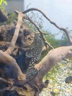 Ancistrus cleaner mannetje gepantserd, Dieren en Toebehoren, Vissen | Aquariumvissen, Vis, Zoetwatervis