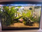 GRATIS Volledige aquarium over te nemen, Dieren en Toebehoren, Vissen | Aquaria en Toebehoren, Ophalen, Gebruikt, Gevuld zoetwateraquarium