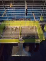 Vogelkooi, Dieren en Toebehoren, Ophalen, Kooi