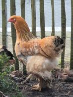 Brahma colombia buff zwart hanen, Animaux & Accessoires, Volatiles, Mâle, Poule ou poulet