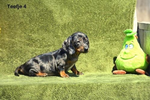 Prachtige Teckel pupjes, Dieren en Toebehoren, Honden | Teckels en Dashonden, Meerdere dieren, Korthaar, Dwerg, Fokker | Professioneel