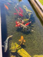 TOTALE vijververkoop (koivissen+goudvissen), Goudvis(sen)