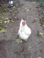 Witte legkip, Dieren en Toebehoren, Mei, Vrouwelijk