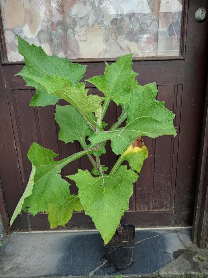 Yacon appelwortel, Tuin en Terras, Planten | Tuinplanten, Vaste plant, Groenteplanten, Volle zon, Herfst, Ophalen