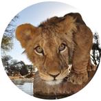 Peinture sur verre 50cm grand lion livraison gratuite, Maison & Meubles, Accessoires pour la Maison | Décorations murale, Enlèvement ou Envoi