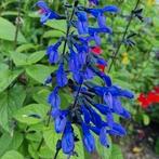 Salvia guaranitica, Ophalen