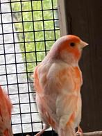 30 tal kanaries rood/rood mozaik / gele / bonte