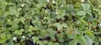 Bio Aardbeien plantjes, Ophalen, Volle zon, Vaste plant, Fruitplanten