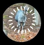 Blauwschimmel dwergbokje zoekt nieuwe warme stal