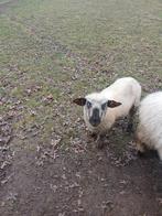 Hampshire down schaap ooi, Dieren en Toebehoren, Schaap