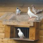 verschillende jonge duiven, Dieren en Toebehoren