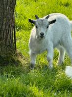 Mooi zilverschimmel bokje te koop, Animaux & Accessoires, Moutons, Chèvres & Cochons, Mâle, 0 à 2 ans