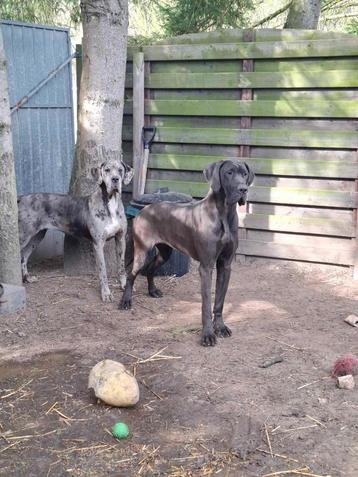 Twéé Deense dog teven beschikbaar !!!. beschikbaar voor biedingen