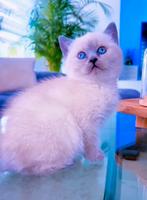 Blue point Britse korthaar kitten beschikbaar, Poes, Gechipt, 0 tot 2 jaar