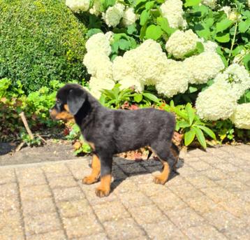 rottweiler pups beschikbaar voor biedingen