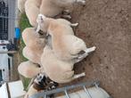 Schapen, Dieren en Toebehoren, Schapen, Geiten en Varkens, Vrouwelijk, Schaap, 0 tot 2 jaar