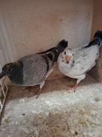 2 jonge duifjes met pedigree, Dieren en Toebehoren, Meerdere dieren, Postduif