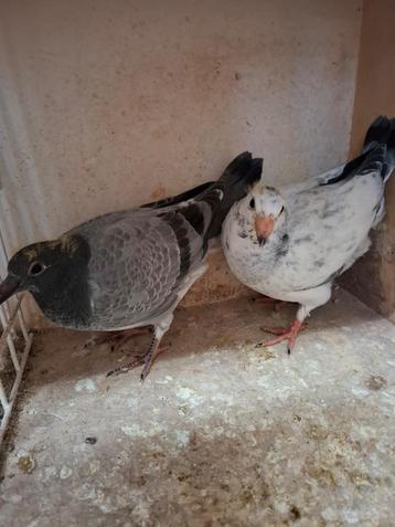 2 jonge duifjes met pedigree, Plusieurs animaux, Pigeon voyageur