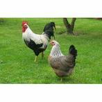 Dorking haan raszuiver en absolute top., Dieren en Toebehoren