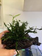 Plant op hout, Dieren en Toebehoren, Vissen | Aquaria en Toebehoren, Ophalen, Zo goed als nieuw