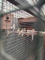 valkparkieten, Dieren en Toebehoren, Vogels | Parkieten en Papegaaien, Meerdere dieren, Parkiet