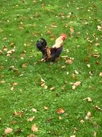 Chabo haan, Dieren en Toebehoren, Pluimvee, Mannelijk, Kip