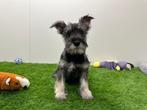 Dwergschnauzer pups, België, Overige rassen, 8 tot 15 weken, CDV (hondenziekte)