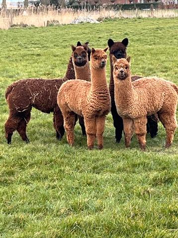 Alpacas mannelijk vrouwelijk, Plusieurs animaux