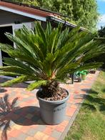 Prachtige Cycas palm in grote elho pot op wieltjes, Tuin en Terras, Ophalen, In pot, Palmboom, 100 tot 250 cm