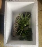 Materiels pour reptiles, Dieren en Toebehoren, Ophalen