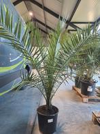 Palmboom Phoenix Canariensis, Ophalen, Olijfboom