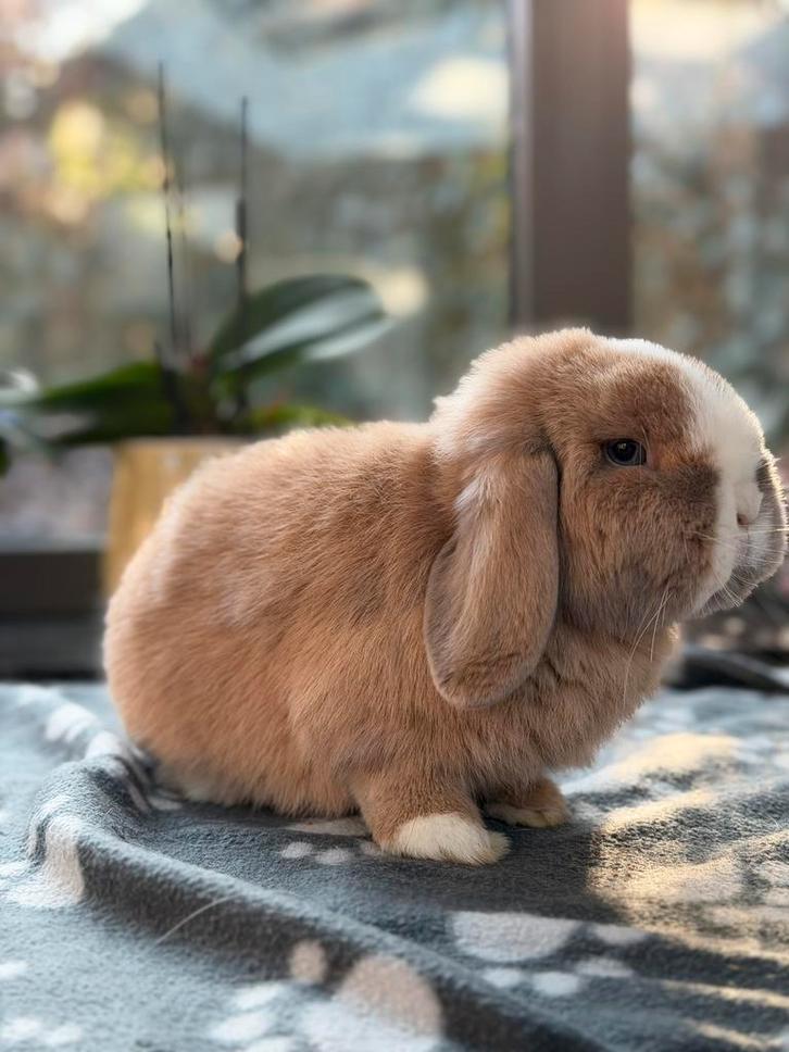 Cadre Minilop, Animaux & Accessoires, Lapins, Oreilles tombantes