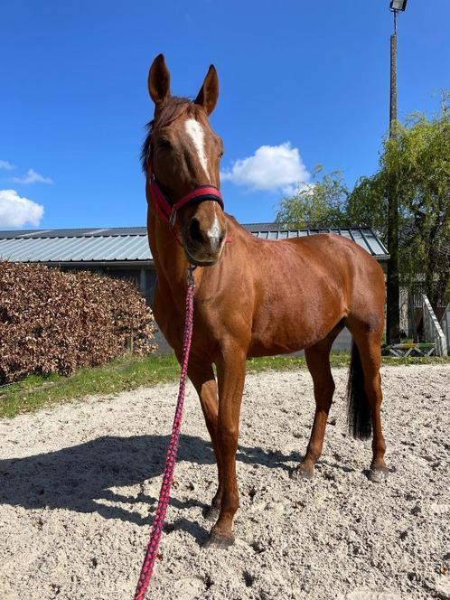 Hannoveraan merrie inclusief alle materiaal (oa Bates zadel), Dieren en Toebehoren, Paarden, Merrie, Niet van toepassing, 165 tot 170 cm