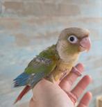 Conure molinae eam, Animaux & Accessoires, Oiseaux | Perruches & Perroquets, Femelle