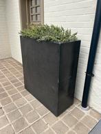 Planten bak met plant, Tuin en Terras, Bloembakken en Plantenbakken, Ophalen