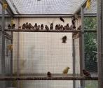 Zebravinken mutaties., Dieren en Toebehoren, Meerdere dieren