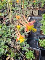 Aquilegia Tequila Sunrise, Ophalen