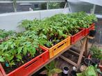 Tomatenplanten,  verschillende soorten, Tuin en Terras, Planten | Tuinplanten, Ophalen