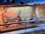 Pogona Red Fire + terra, Ophalen, Zo goed als nieuw, Terrarium of Paludarium