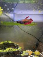 Betta vrouwelijk om mee te kweken., Dieren en Toebehoren, Vissen | Aquariumvissen