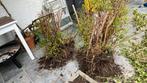 GRATIS 2 buxus struiken uitgegraven, Tuin en Terras, Planten | Tuinplanten, Ophalen