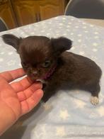 chihuahua pups echte mini raszuiver zeer mooie ! kleintjes, Dieren en Toebehoren, België, Fokker | Hobbymatig, 8 tot 15 weken