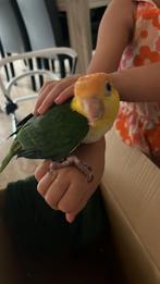 Handtamme caiques te koop!