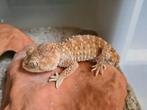 Nephrurus amyae, Hagedis, 3 tot 6 jaar