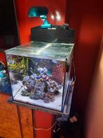 Kompleet zeeaquarium, Dieren en Toebehoren