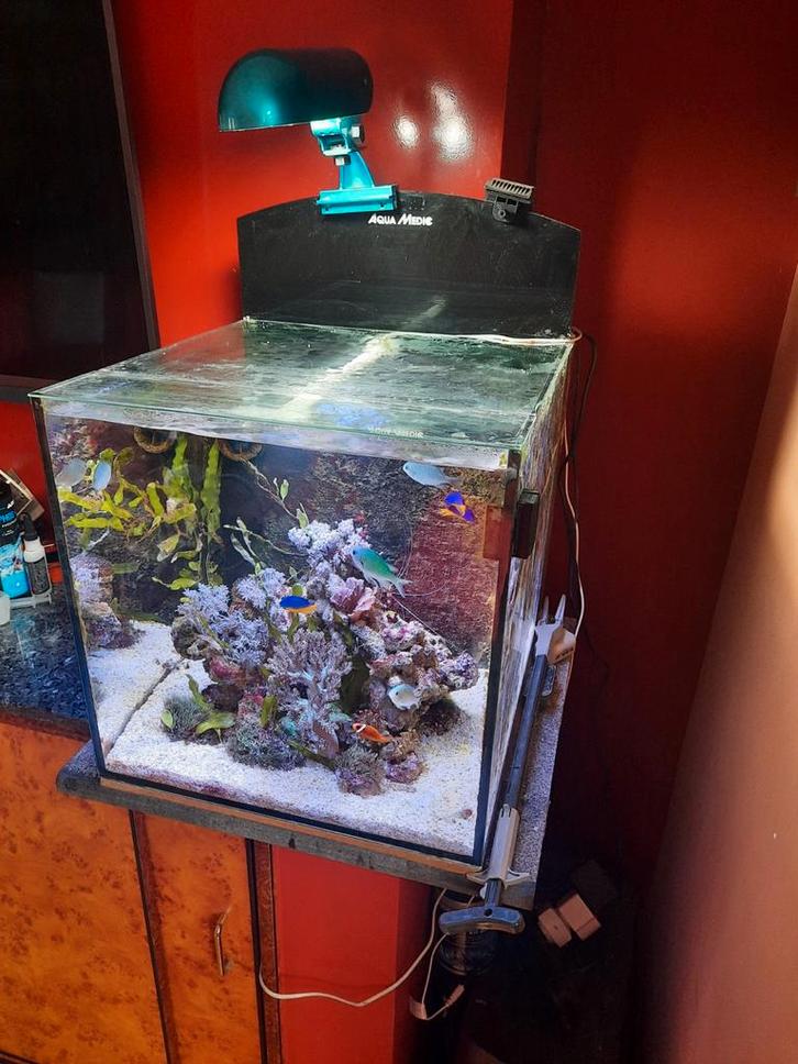 Kompleet zeeaquarium, Dieren en Toebehoren, Vissen | Aquariumvissen