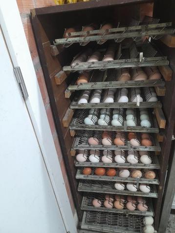 Broedeieren van verschillende kippen rassen, Dieren en Toebehoren, Pluimvee